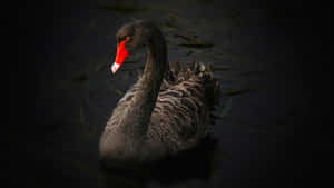 Black Swanin Moonlight Water Wallpaper