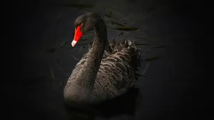 Black Swanin Moonlight Water Wallpaper