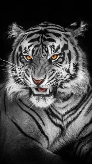 Black Tiger Stripes Of Albino Tiger Wallpaper