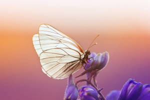 Black-veined Butterfly On Flower Wallpaper