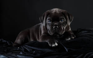 Black Velvet Cane Corso Puppy Wallpaper