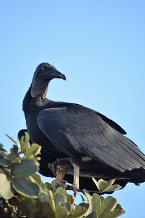 Black Vulture Perched Wallpaper