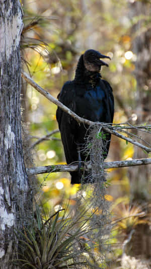 Black Vulture Perchedin Nature.jpg Wallpaper