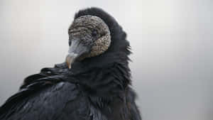 Black Vulture Portrait Wallpaper