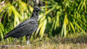 Black Vulture Standingin Nature.jpg Wallpaper