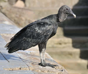 Black Vulture Standingon Rock Wallpaper