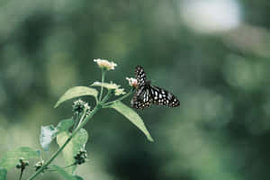 Black White Butterflyon Flower.jpg Wallpaper