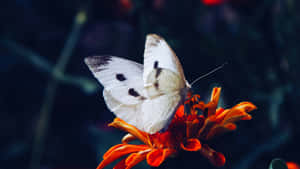 Black White Butterflyon Orange Flower.jpg Wallpaper