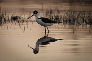 Black-winged Stilt Awesome Animal Wallpaper