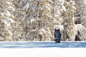 Black Wolf In Snow Wallpaper