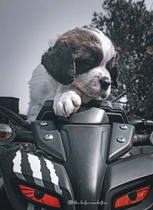 Black Yamaha Mt 15 With A Dog Wallpaper