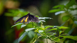 Black Yellow Butterflyon Green Leaves.jpg Wallpaper