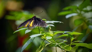 Black Yellow Butterflyon Green Leaves.jpg Wallpaper