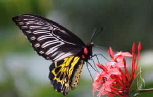 Black Yellow Butterflyon Red Flower Wallpaper