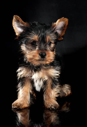 Black Yorkshire Terrier Puppy Wallpaper