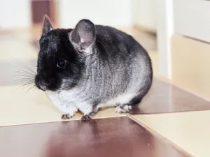 Blackand White Chinchilla Wallpaper