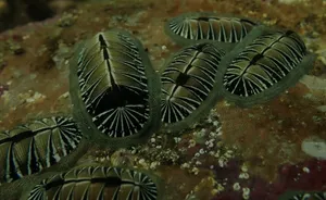 Blackand White Chitonson Rock Wallpaper