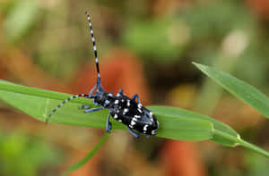 Blackand White Longhorn Beetleon Leaf Wallpaper