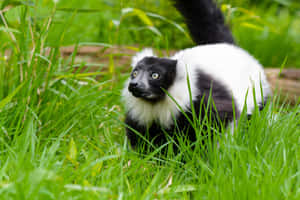 Blackand White Ruffed Lemurin Grass.jpg Wallpaper