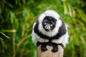 Blackand White Ruffed Lemurin Greenery Wallpaper