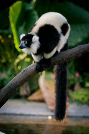 Blackand White Ruffed Lemuron Branch.jpg Wallpaper