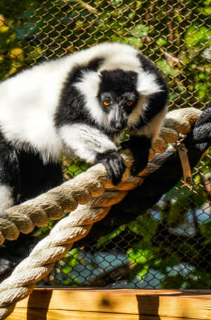 Blackand White Ruffed Lemuron Rope Wallpaper