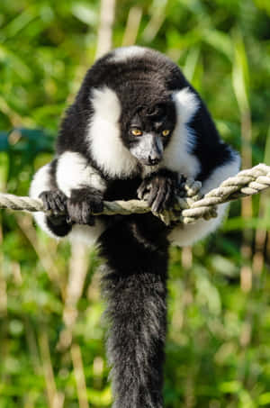 Blackand White Ruffed Lemuron Rope Wallpaper