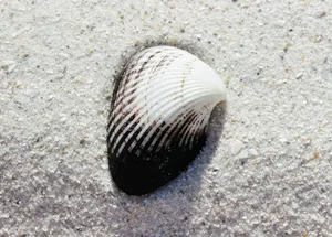 Blackand White Seashellon Sand Wallpaper