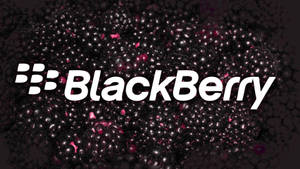 Blackberry Dark Pink Berries Wallpaper