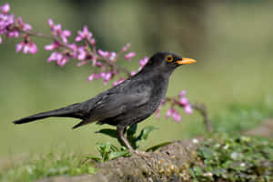 Blackbird Among Pink Blossoms Wallpaper