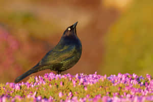 Blackbird Among Purple Flowers Wallpaper