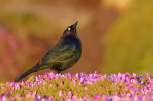 Blackbird Among Purple Flowers Wallpaper