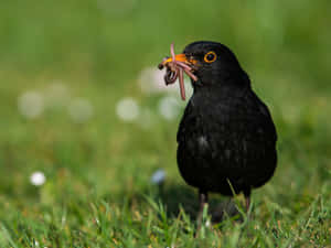 Blackbird Catching Worms.jpg Wallpaper