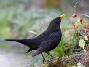 Blackbird Feastingon Berries Wallpaper