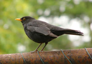 Blackbird_ Perched_on_ Rusty_ Pipe Wallpaper