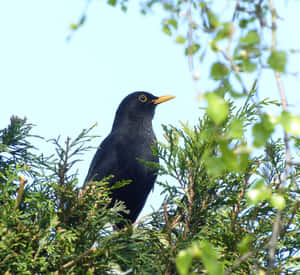 Blackbird Perchedin Greenery.jpg Wallpaper