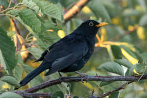 Blackbird Perchedin Greenery.jpg Wallpaper