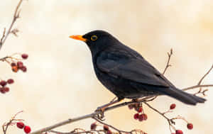 Blackbird Perchedon Bare Branches Wallpaper