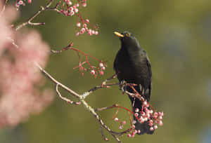 Blackbird Perchedon Berry Branch Wallpaper