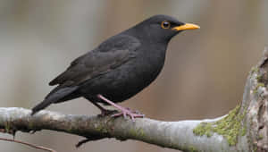 Blackbird Perchedon Branch Wallpaper