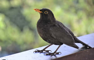 Blackbird Perchedon Ledge Wallpaper