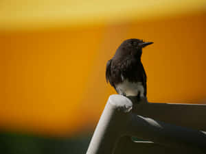 Blackbird Silhouette Against Sunset Wallpaper