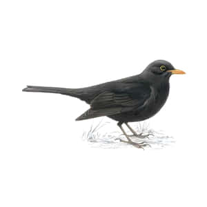 Blackbird Walkingon Ground.jpg Wallpaper