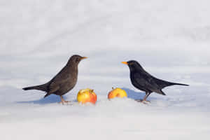 Blackbirds_with_ Apples_in_ Snow Wallpaper