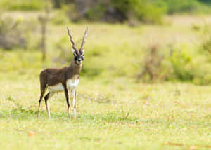 Blackbuck Antelope Cervicapra Wallpaper