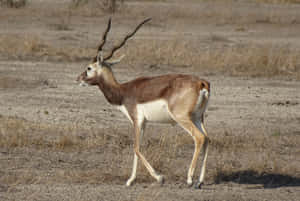 Blackbuck Antelope Cervicapra Wallpaper