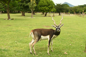 Blackbuck Antelope Cervicapra In Grassy Field Wallpaper