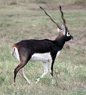 Blackbuck Antelope Cervicapra Wallpaper