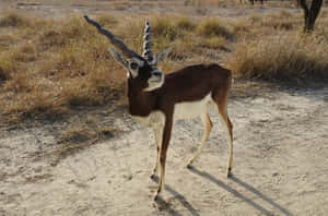 Blackbuck Antelope Cervicapra Wallpaper