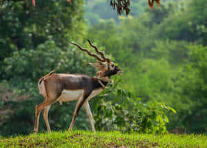 Blackbuck Antelope In Green Habitat Wallpaper